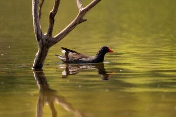 moorhen on the water