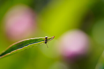 ant on green leaf