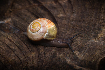 snail on a wood
