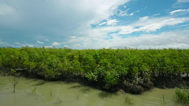 Mangrove forest, trees, river in Sundarbans