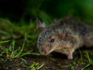 field mouse, scary mouse with scary eyes on a natural background