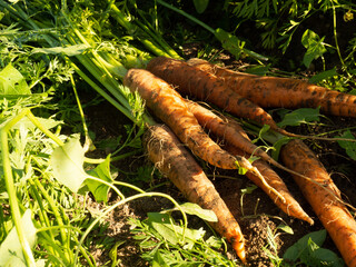 Bunch of fresh ripe carrots on a ridge organic farming