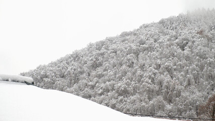 View of a snow-covered forest on the hill