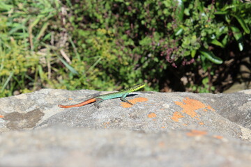 colorful lizard on a rock