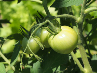 Tomatoes, unripe green fruit on a branch, close-up. Natural products, healthy food concept.