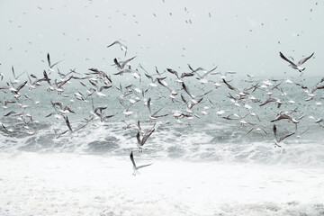 Flock of flying seagulls flaying over the sea at snowing winter day