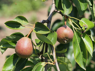 Pear tree on a branch, close-up on a bright green background. Pear is a natural product full of vitamins.