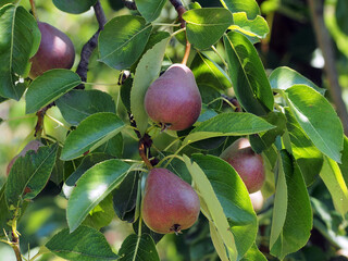 Pear tree on a branch, close-up on a bright green background. Pear is a natural product full of vitamins.