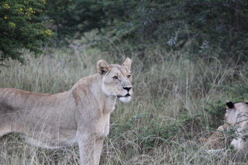 thin hungry female lion in the grass