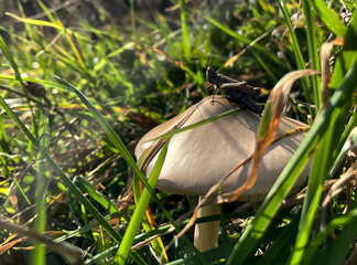 Heuhüpfer auf einem Pilz in der Wiese