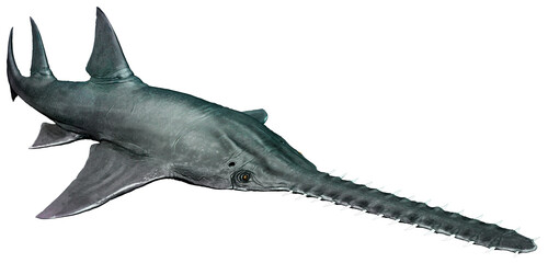 Onchopristis from the Cretaceous era 3D illustration	 - obrazy, fototapety, plakaty