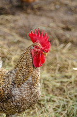 Beautiful ruffled rooster close up