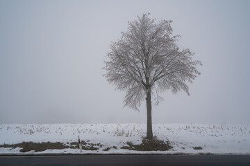 Frozen tree on the side of the road on a cold and foggy day in winter - Powered by Adobe