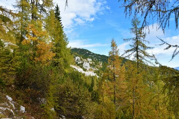 Mountains above Pokljuka in Julian alps in Gorenjska, Slovenia with golden colored larch
