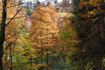 European beech (Fagus sylvatica) trees in orage autumn colors