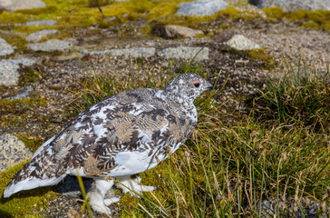 Ptarmigan