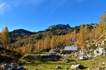 Fototapeta na wymiar Alpine mountain pasture with a wooden hut and a golden colored larch forest in Julian alps and Triglav national park, Gorenjska, Slovenia
