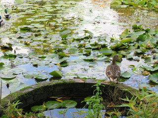 Duck by a pond