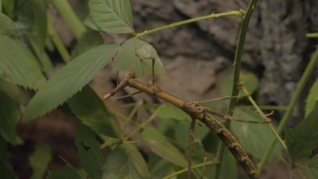 This video shows a close up view of a giant stick insect eating a leaf.