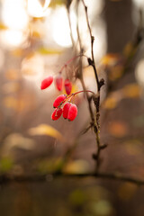 red berries in autumn