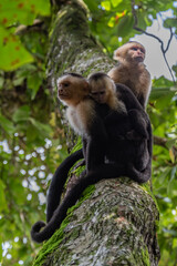 monkey family on a tree
