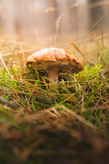 mushroom in the forest