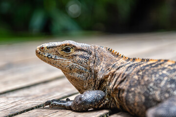 iguana in Costa Rica