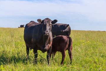 Angus cows and bulls graze in the meadow.