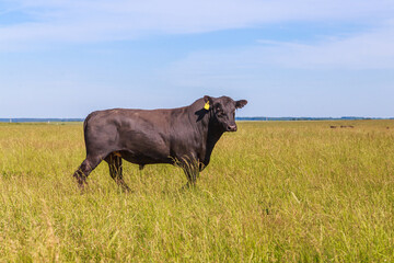 Angus cows and bulls graze in the meadow.