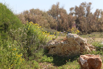 Stones in a city park by the sea in northern Israel