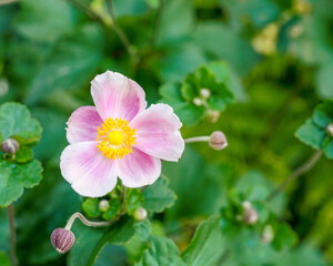 beautiful pink Anemone flower Eriocapitella tomentosa close up in a garden showing the yellow stamen and pistil