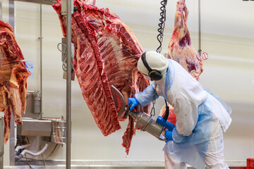 Worker with saw for quartering carcass of black angus beef.