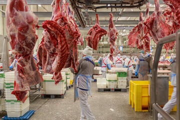 Factory processing line with beef carcasses.