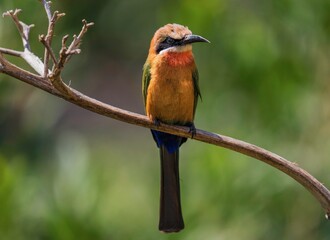 This image shows a bee-eater (Merops bullockoides) bird perched on a branch, basking in the sunlight. 