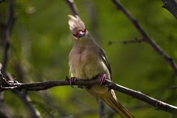 This photo shows the front view of a blue-naped mousebird (Urocolius macrourus) bird looking curiously at the camera. 