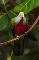 This photograph showcases a wild green imperial pigeon (Ducula aenea) perched on a branch and looking around the rain forest.