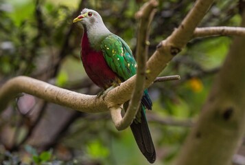 This photograph shows a side view of a wild green imperial pigeon (Ducula aenea) perched on a...