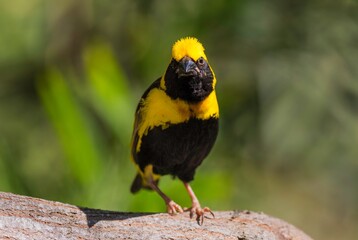 This image shows a cute hooded oriole bird looking at the viewer.
