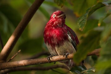 This image shows a beautiful red finch in dramatic lighting as it hides away in the treetops. 