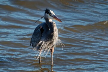 Closeup shot of a grey heron (Ardea cinerea) in the water