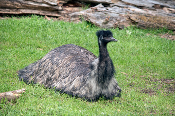 the Austalian emu is a large flightless bird with long feather on its back with a black head