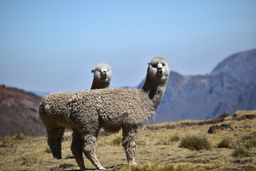 Fototapeta premium alpacas in their natural and wild environment at more than 4500 meters high in the Andes of Peru