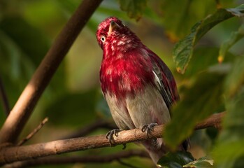 This photograph shows a gorgeous wild red finch looking up curiously. 