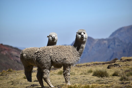 
alpacas in their natural and wild environment at more than 4500 meters high in the Andes of Peru