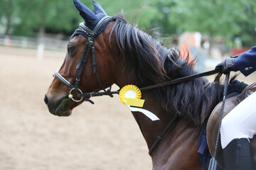 Obraz premium Show jumper horse wearing award winning ribbon. Equestrian sports background