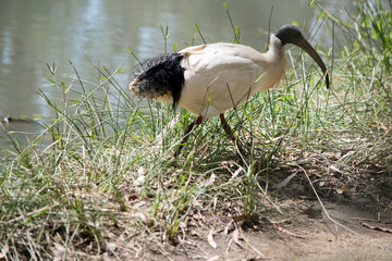 the white ibis is an ugly looking water bird