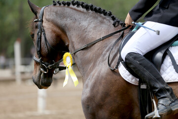  Show jumper horse wearing award winning ribbon. Equestrian sports background