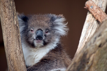 this is a close up of a koala in a tree © susan flashman