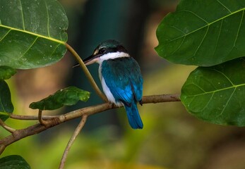This image shows a rearview of a beautiful perched kingfishers bird.