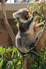 the koala is mainly grey and has a white stomach and fluffy ears